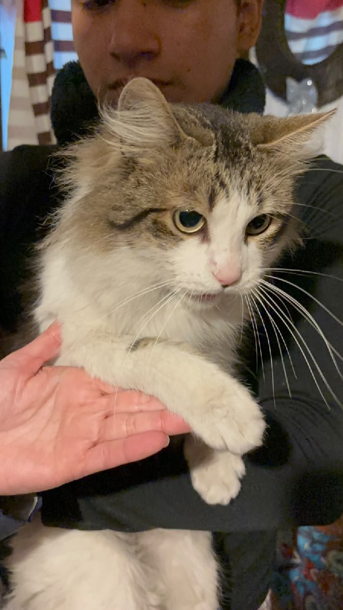 Foto de Gatito
