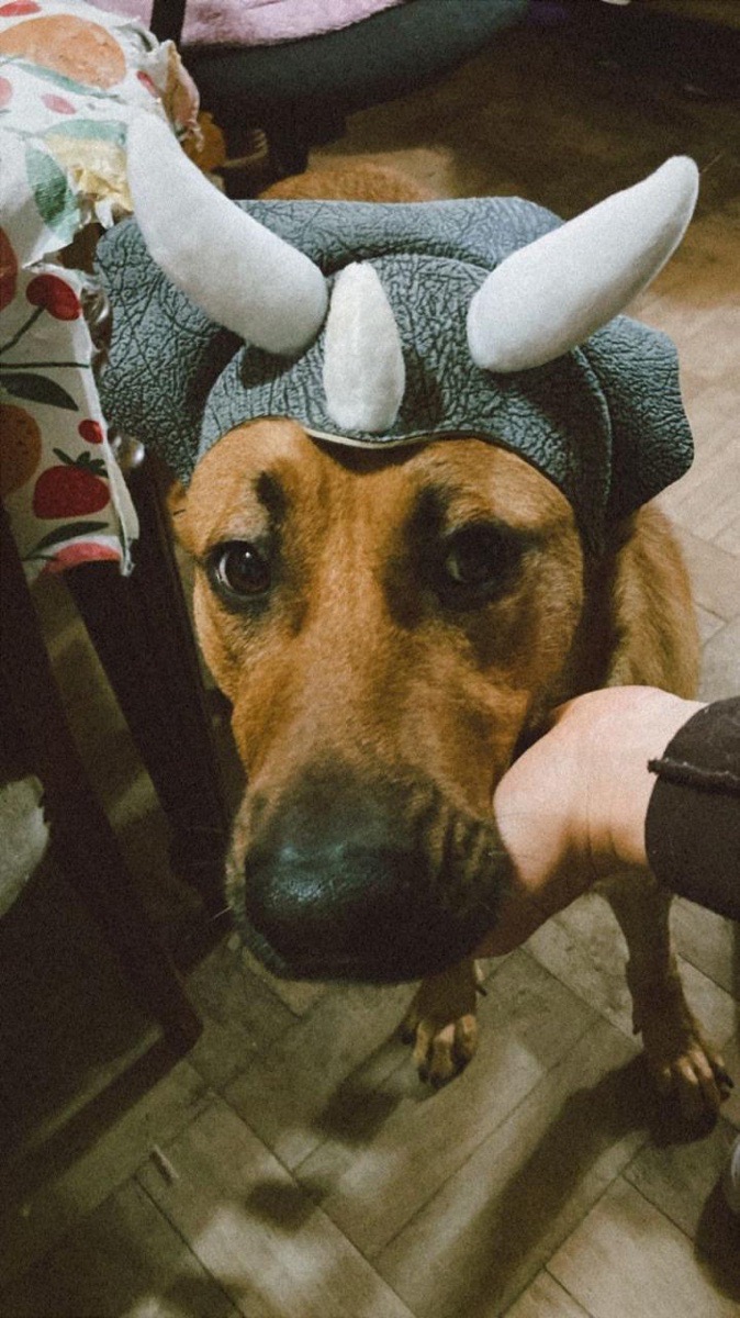 Foto de ROCKY🐾🩵