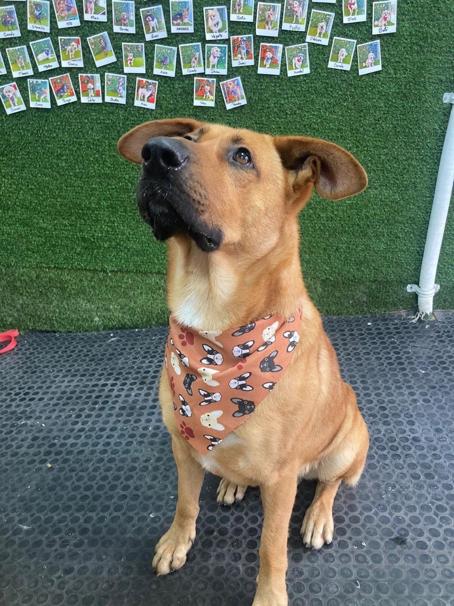 Foto de ROCKY🐾🩵