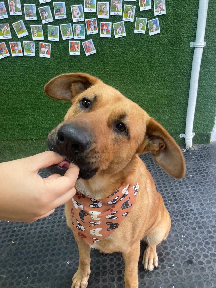 Foto de ROCKY🐾🩵