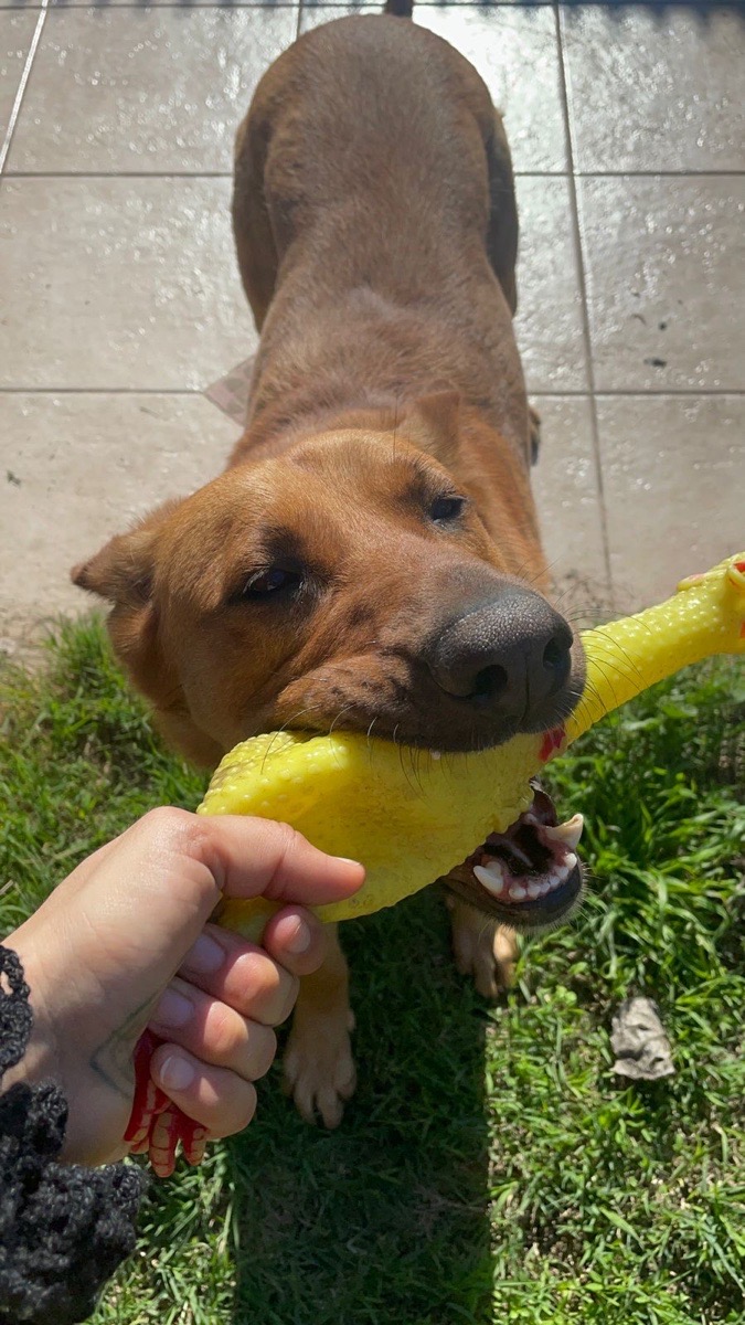 Foto de ROCKY🐾🩵
