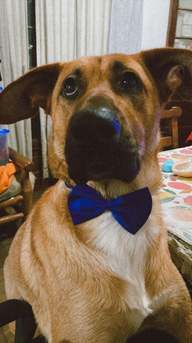 Foto de ROCKY🐾🩵