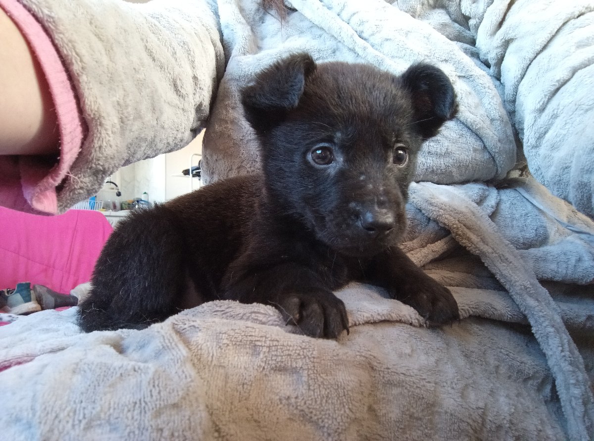 Foto de Perrito