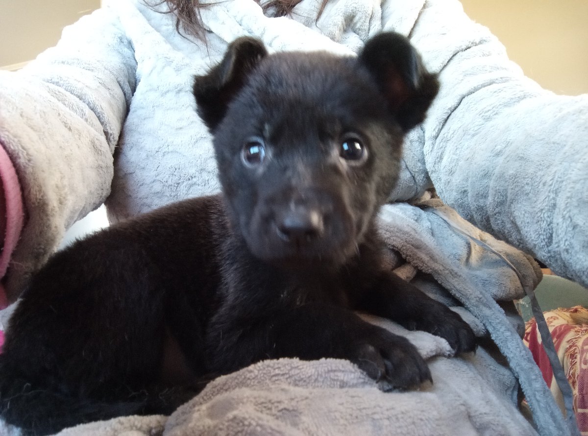 Foto de Perrito