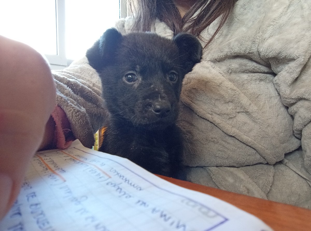 Foto de Perrito