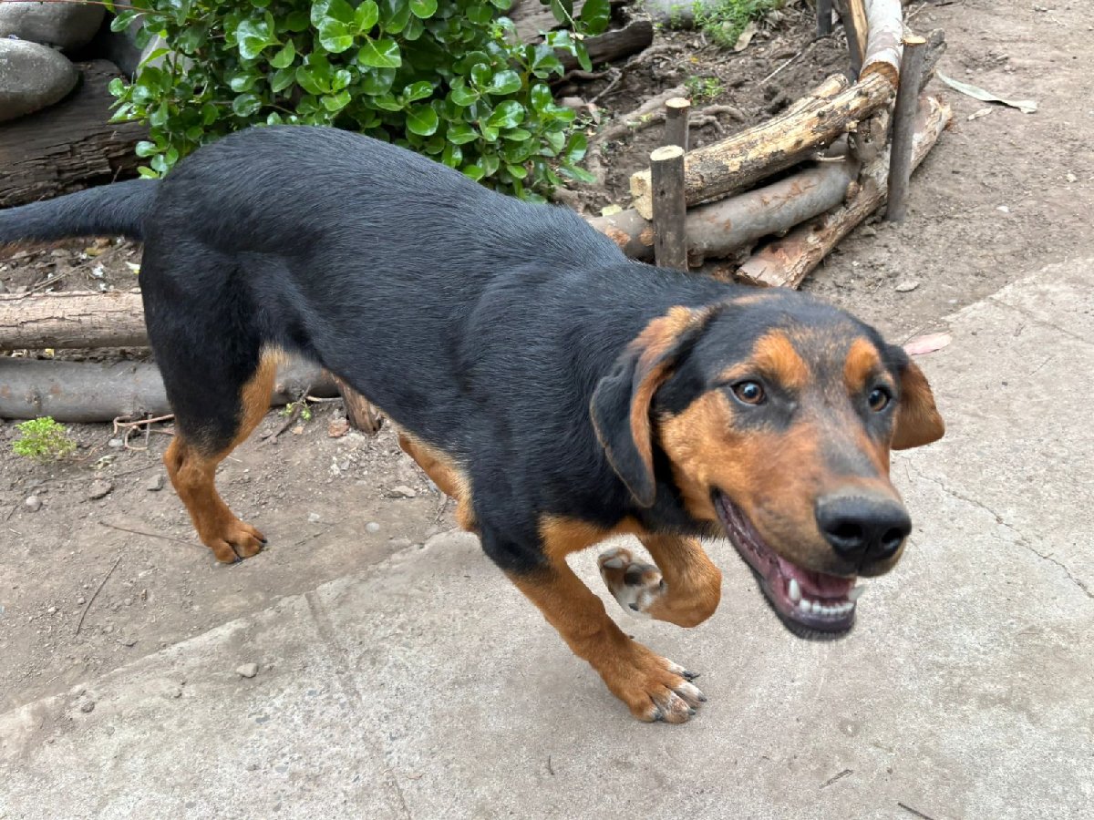 Foto de Junior, perro en adopción