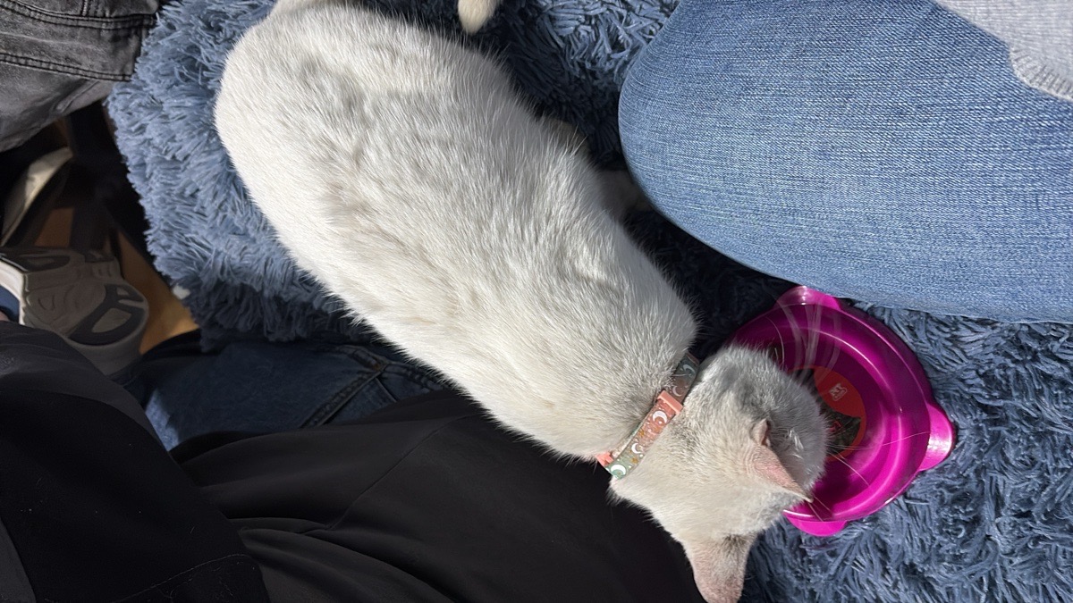 Foto de Gatito, gato en adopción en Viña del Mar