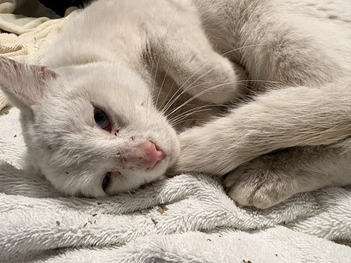 Foto de Gatito