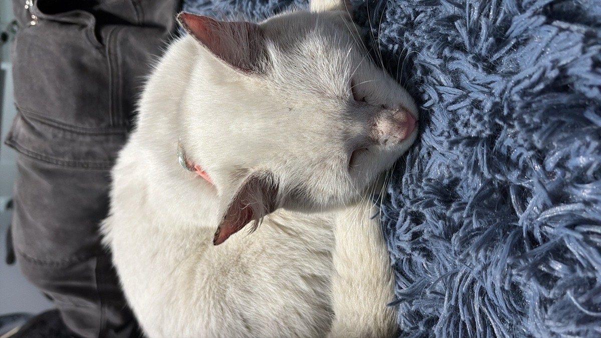Foto de Gatito