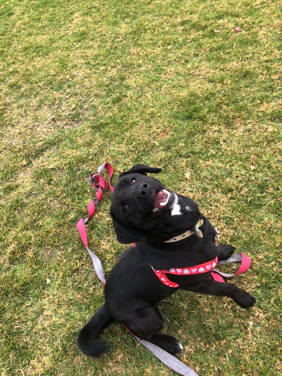 Foto de Romi