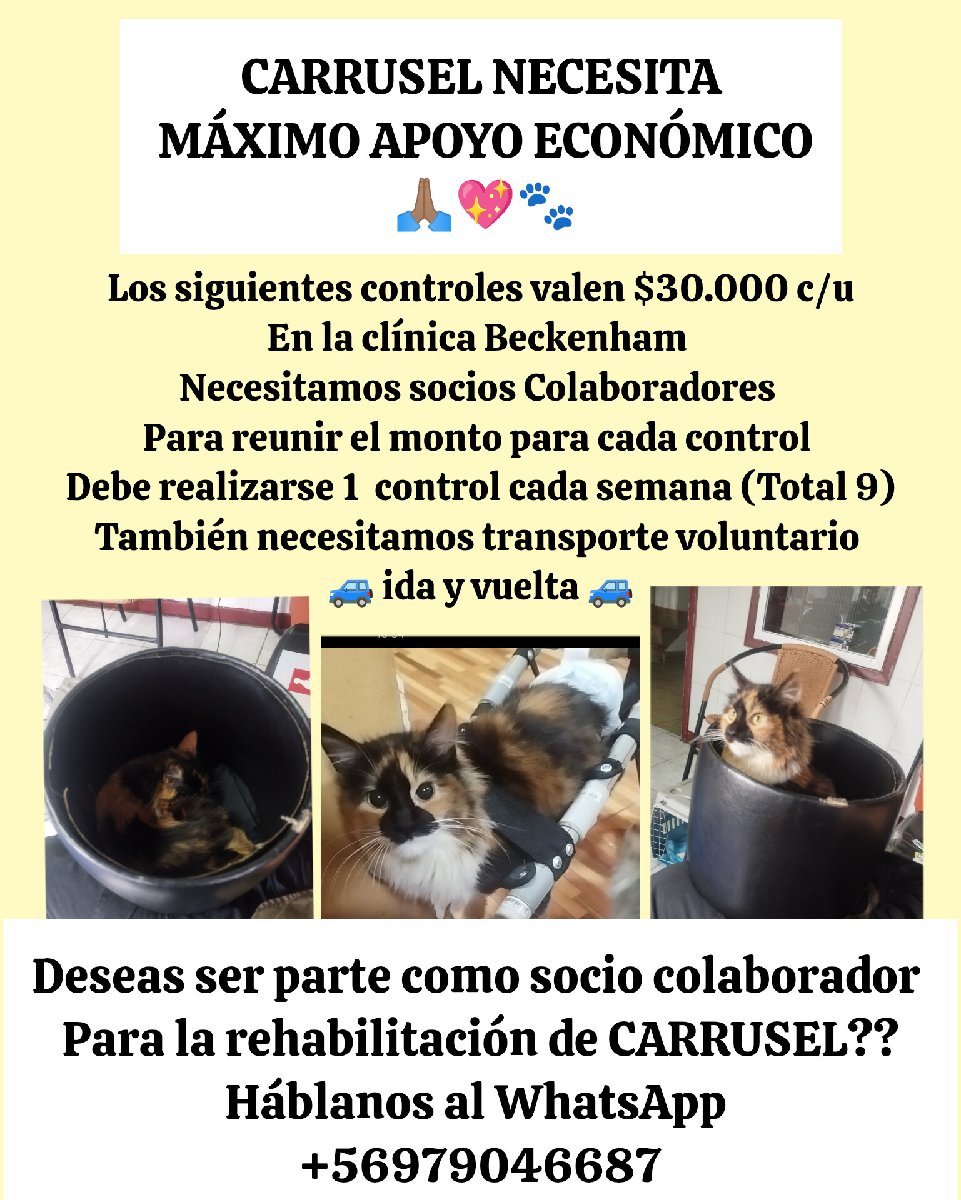 Foto de Carrusel se encuentra paraplejica necesita ir a rehabilitación 1 vez a la semana(total 9 días) se necesitan socios Colaboradores para poder llevarla máxima difusión porfavor 🙏🏽 si desea ayudar háblenos al WhatsApp +56979046687 somos de comuna el monte 🔴