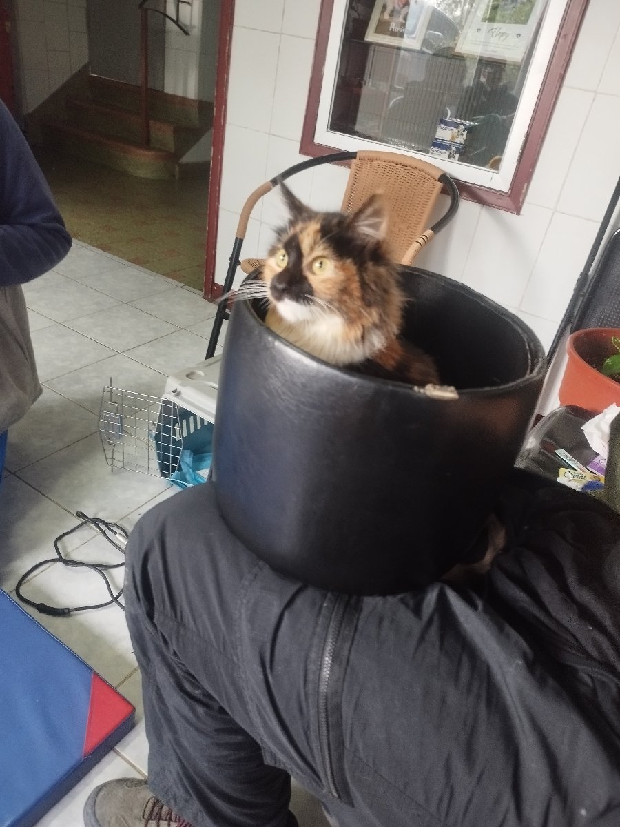 Foto de Carrusel se encuentra paraplejica necesita ir a rehabilitación 1 vez a la semana(total 9 días) se necesitan socios Colaboradores para poder llevarla máxima difusión porfavor 🙏🏽 si desea ayudar háblenos al WhatsApp +56979046687 somos de comuna el monte 🔴