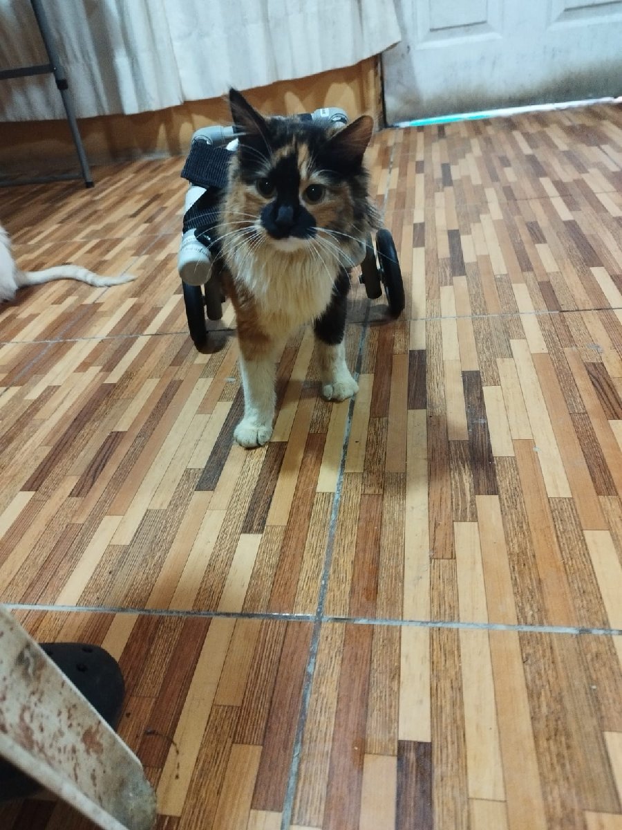 Foto de Carrusel se encuentra paraplejica necesita ir a rehabilitación 1 vez a la semana(total 9 días) se necesitan socios Colaboradores para poder llevarla máxima difusión porfavor 🙏🏽 si desea ayudar háblenos al WhatsApp +56979046687 somos de comuna el monte 🔴