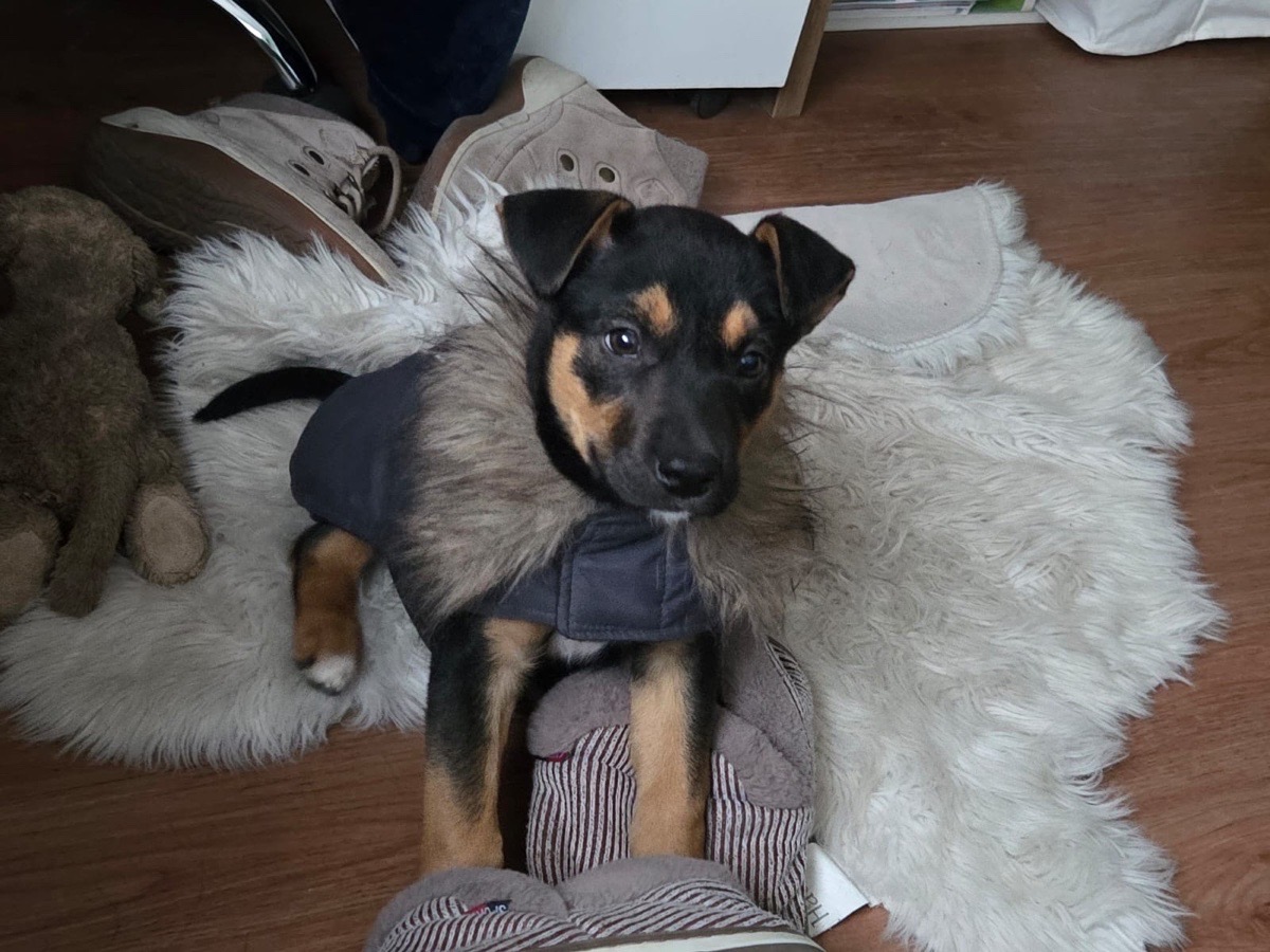 Foto de Perrito, perro en adopción en La Reina
