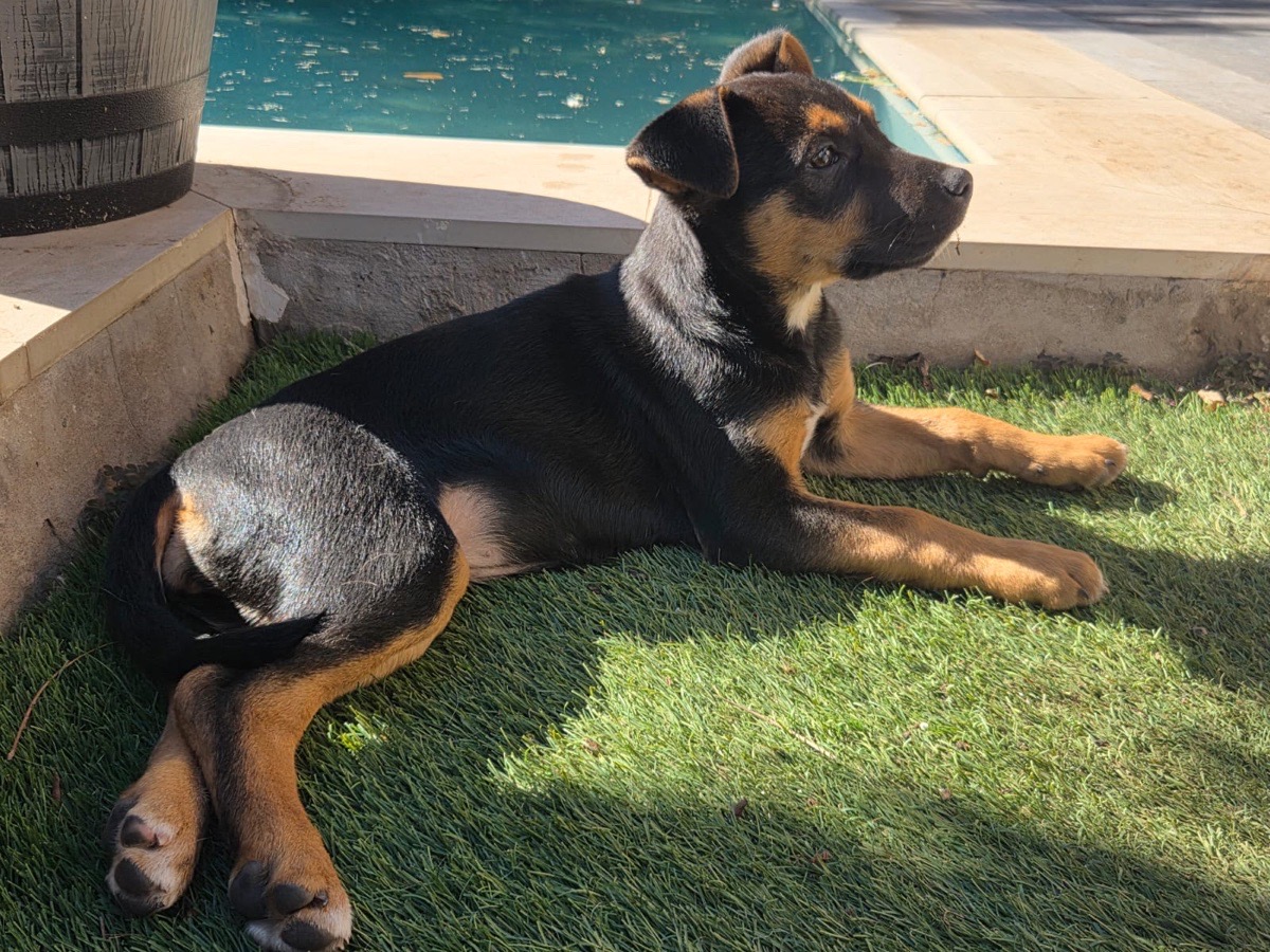 Foto de Perrito