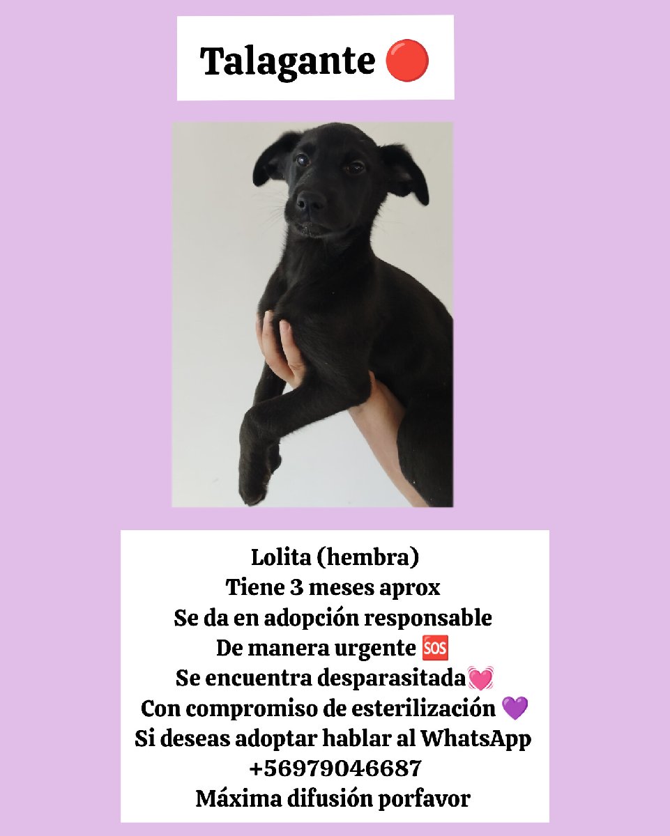 Foto de Perrito