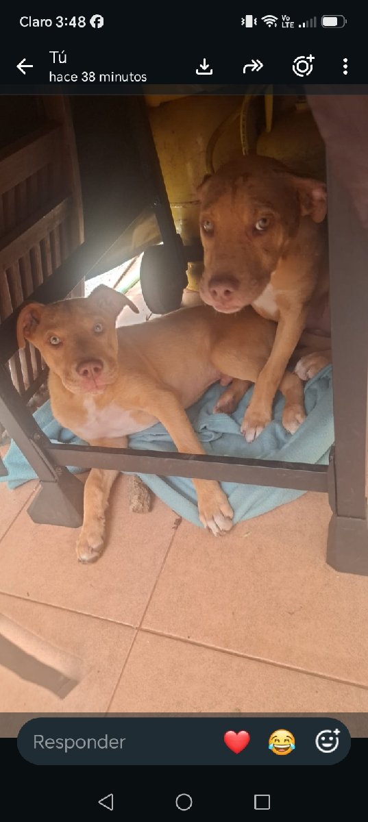 Foto de todavía no tienen, perro en adopción en Viña del Mar