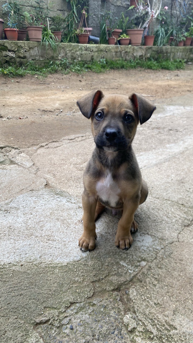 Foto de Chico