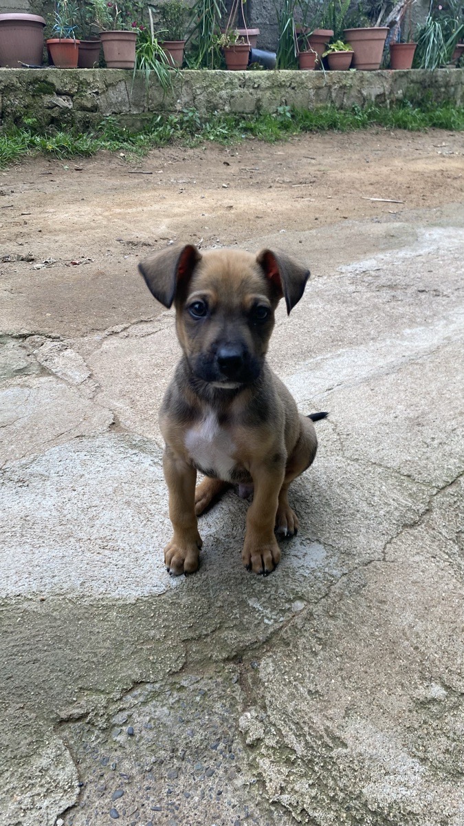 Foto de Chico