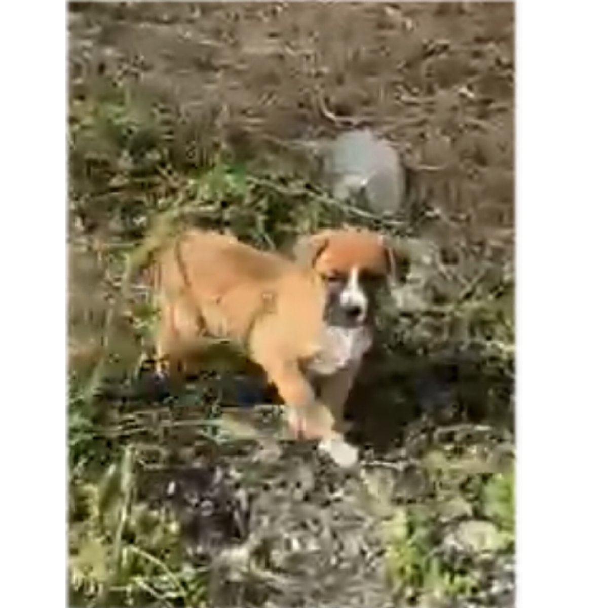 Foto de Tito, perro en adopción en Talagante