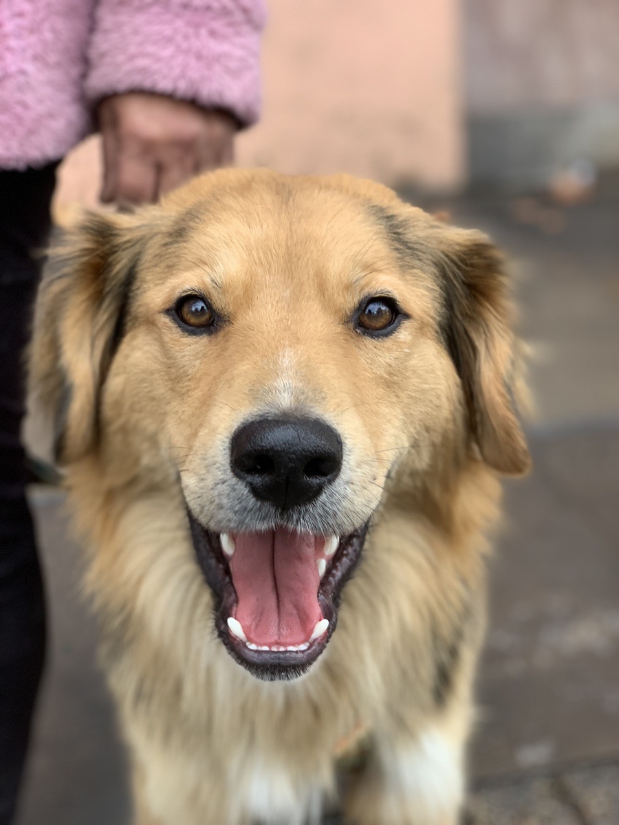 Foto de Morocho