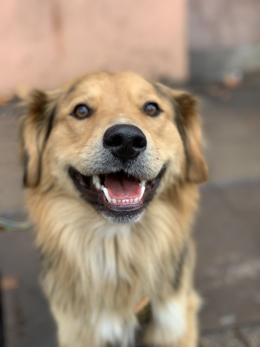 Foto de Morocho