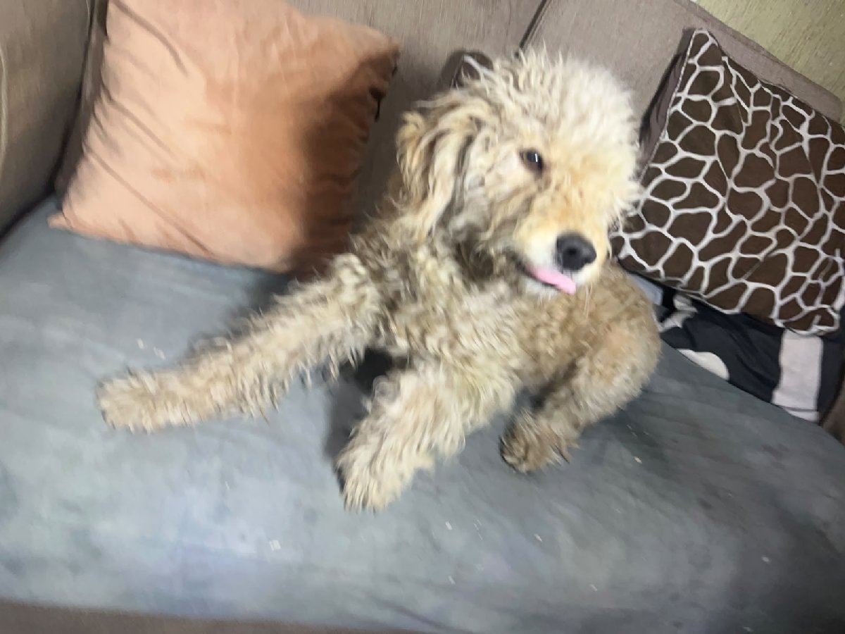 Foto de oso (entiende por oso, lo encontré sin nombre)