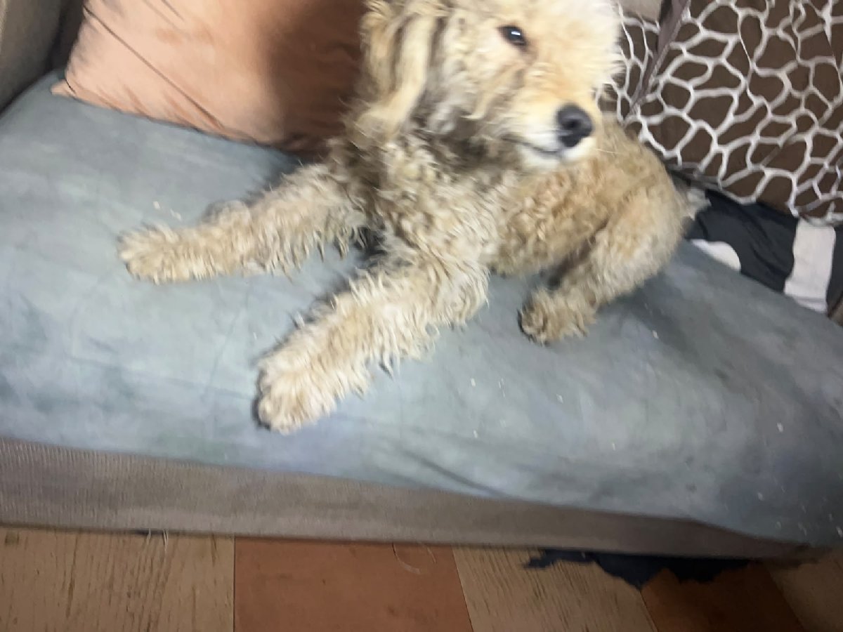 Foto de oso (entiende por oso, lo encontré sin nombre)
