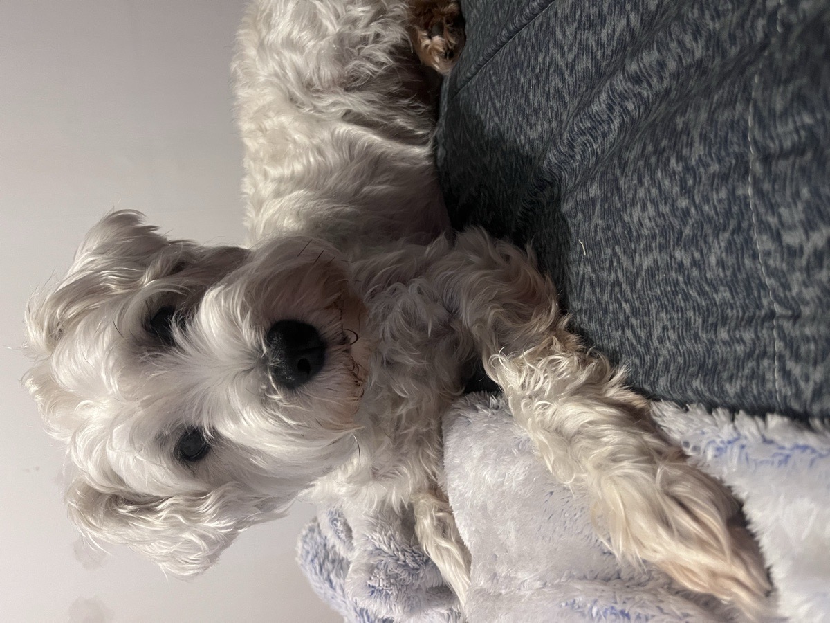 Foto de SOFI