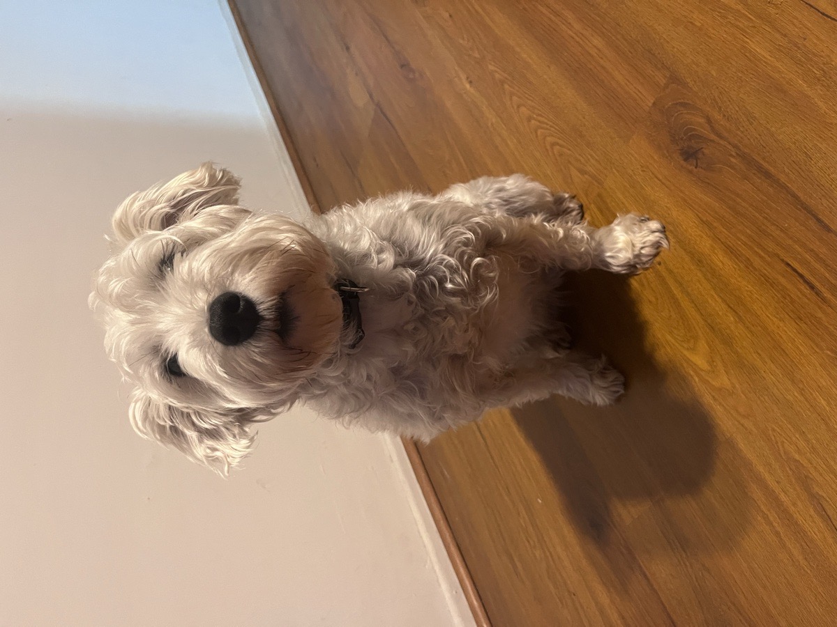 Foto de SOFI