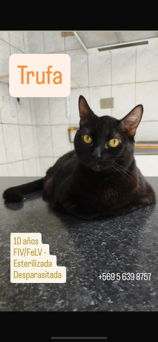 Foto de trufa, gato en adopción en Las Condes