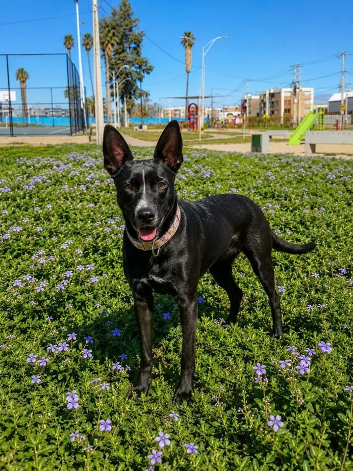 Foto de mila