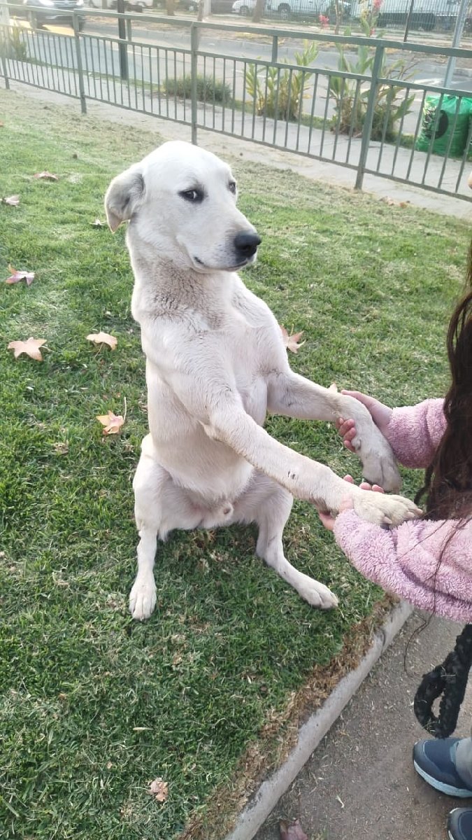 Foto de Copito, perro en adopción en La Pintana