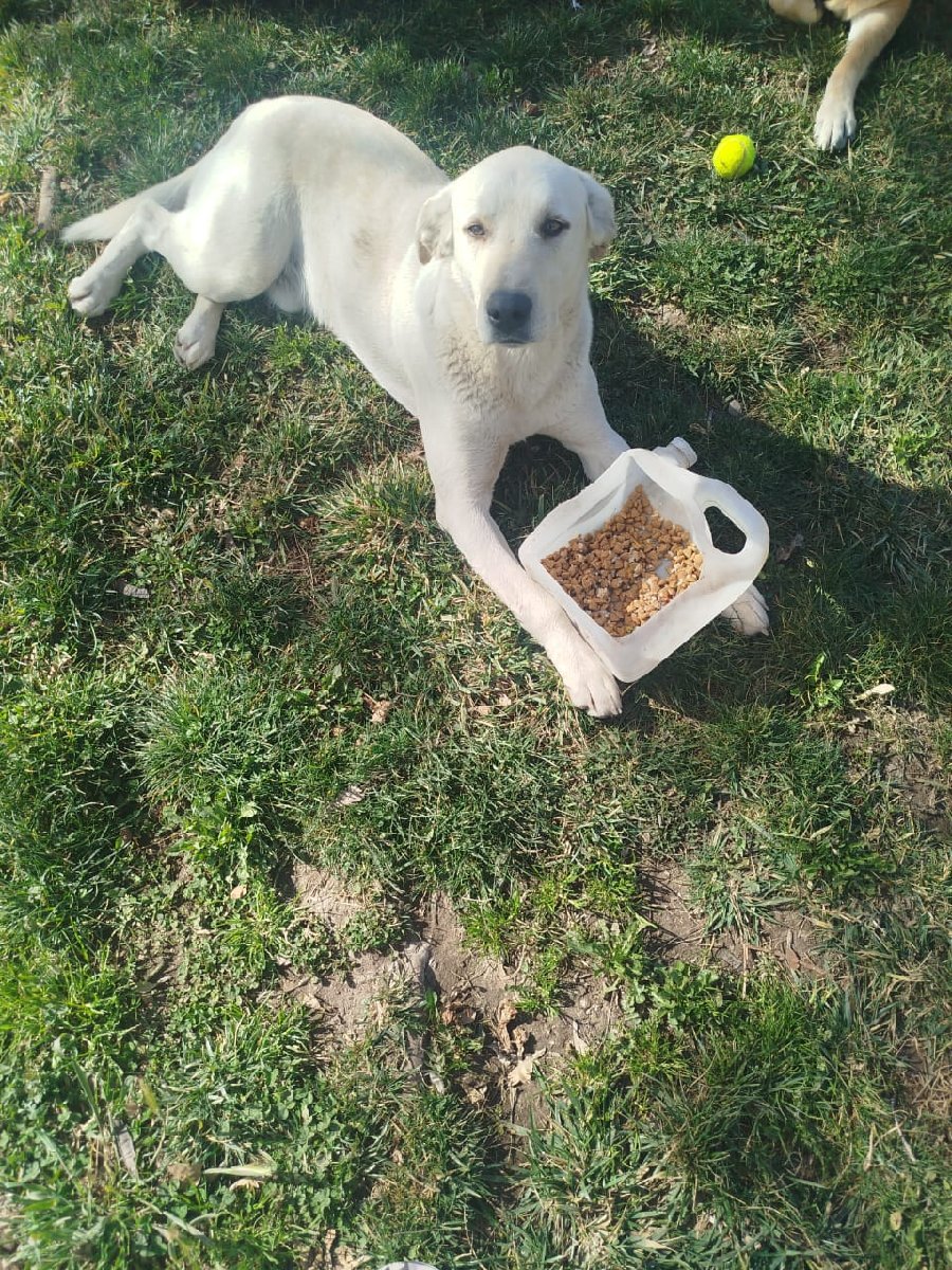 Foto de Copito