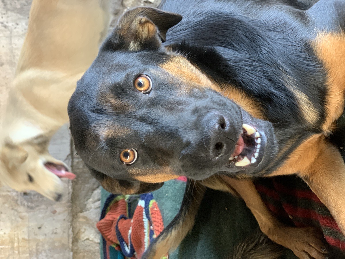 Foto de Yasuri, perro en adopción en Recoleta
