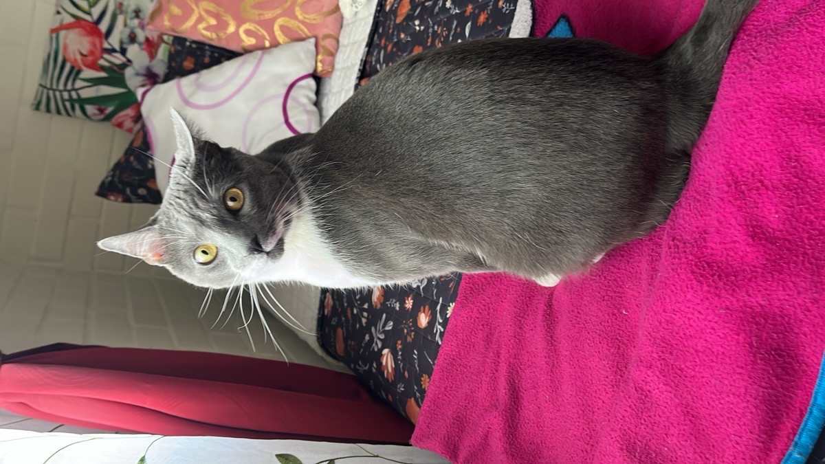 Foto de Wonie, gato en adopción en Peñaflor