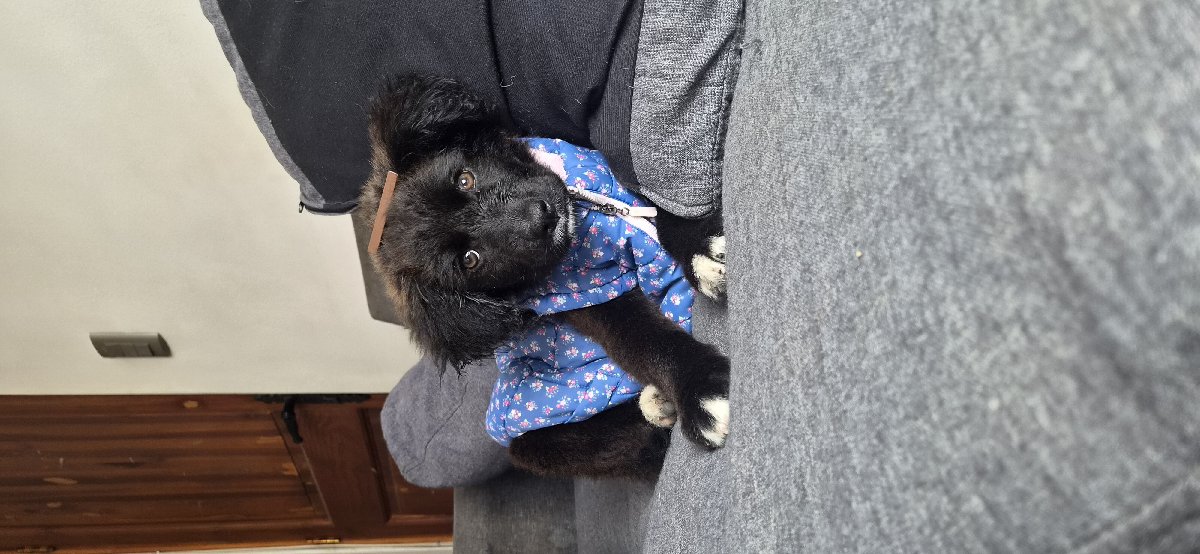 Foto de Aun sin nombre, perro en adopción en Rancagua