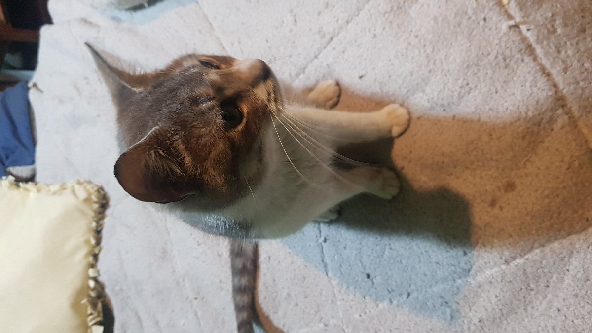 Foto de Logan, gato en adopción en San Ramón