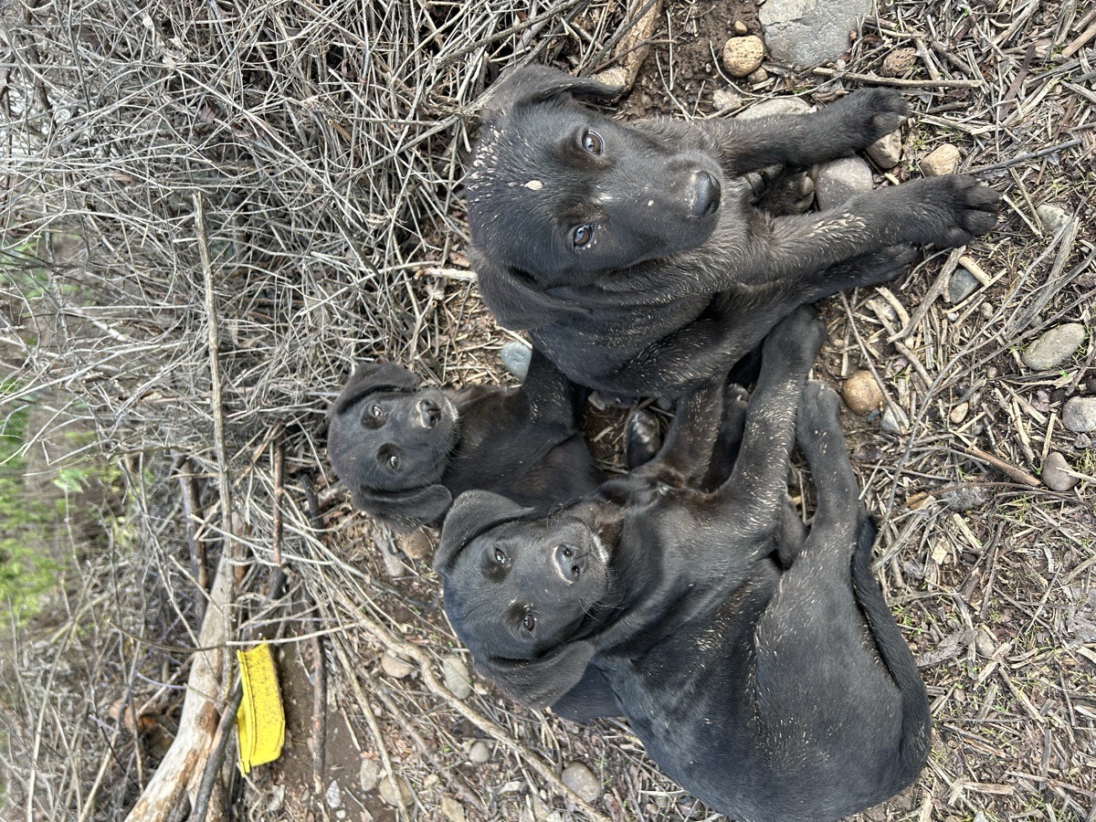 Foto de bebés 🐶🐶🐶, perro en adopción en Rengo