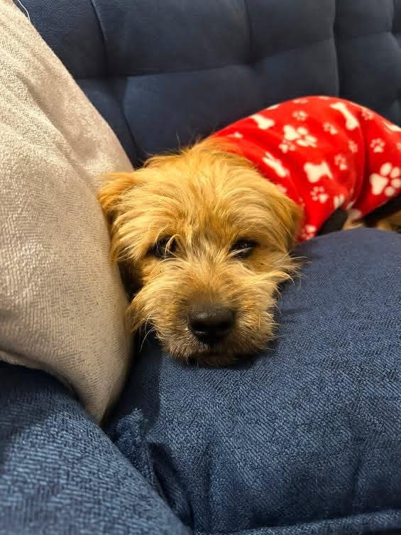 Foto de perrito hermoso, perro en adopción en Santiago