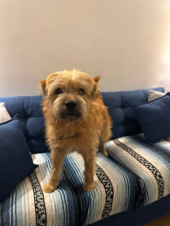 Foto de perrito hermoso