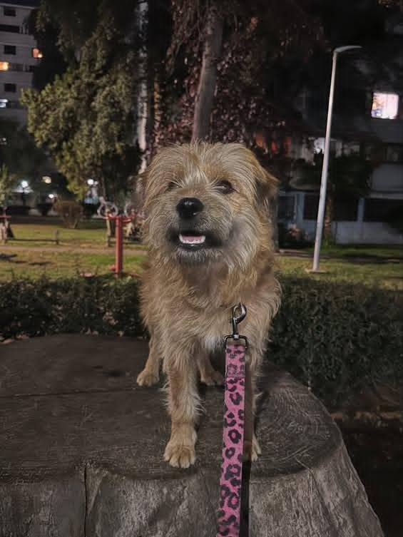 Foto de perrito hermoso