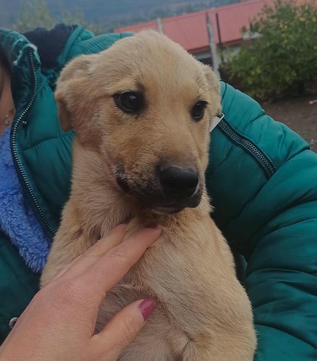Foto de Perrito