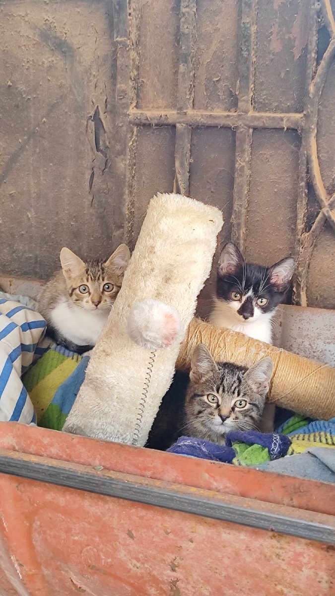 Foto de NN