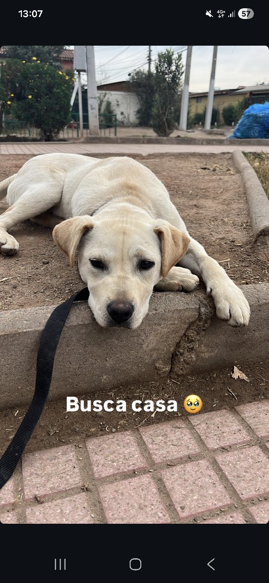 Foto de Perrito