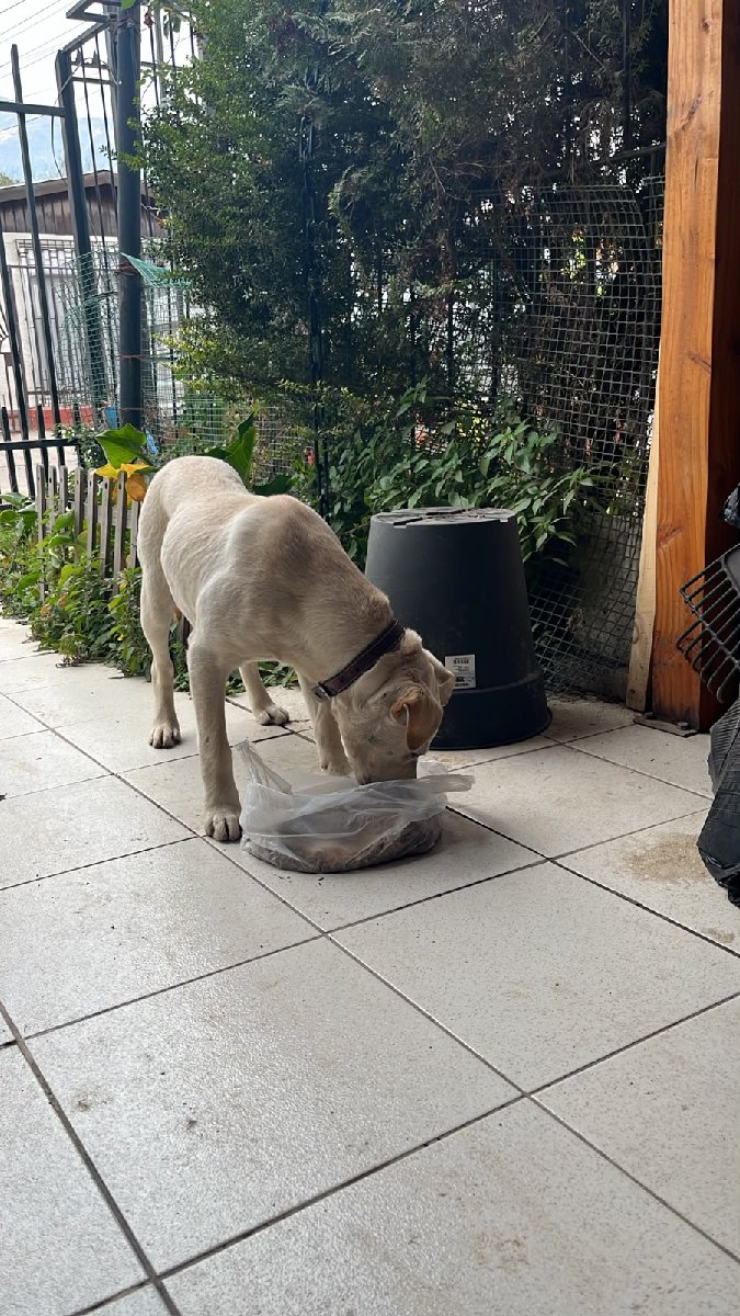 Foto de Perrito