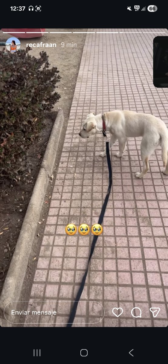 Foto de Perrito