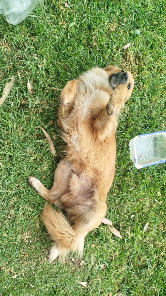 Foto de Koda, perro en adopción en La Pintana