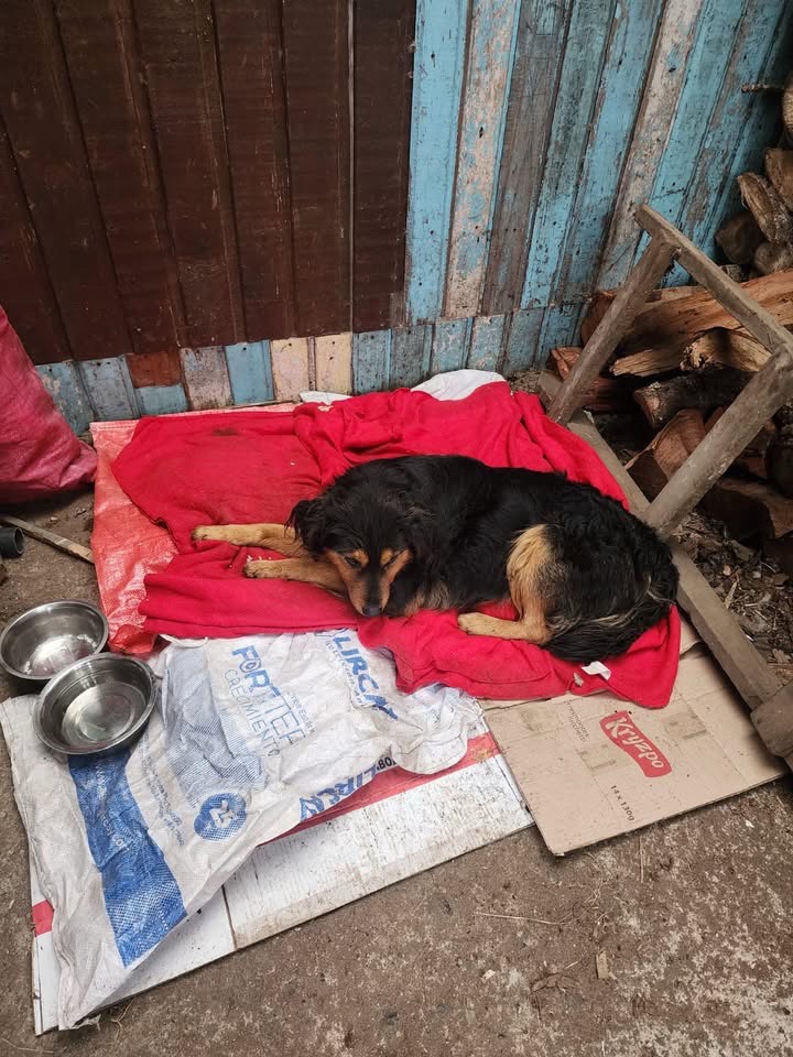 Foto de Luchin