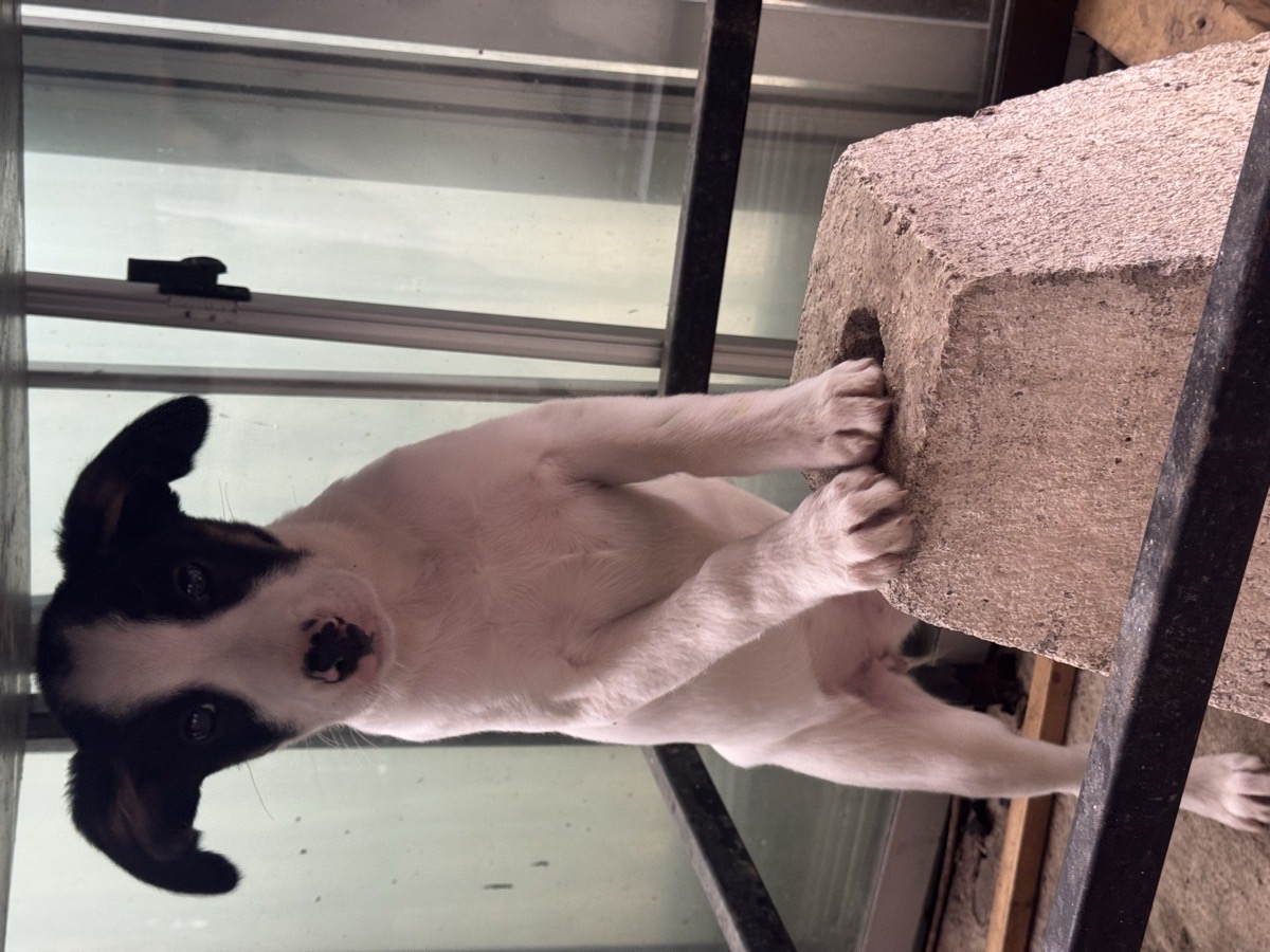 Foto de Serafina